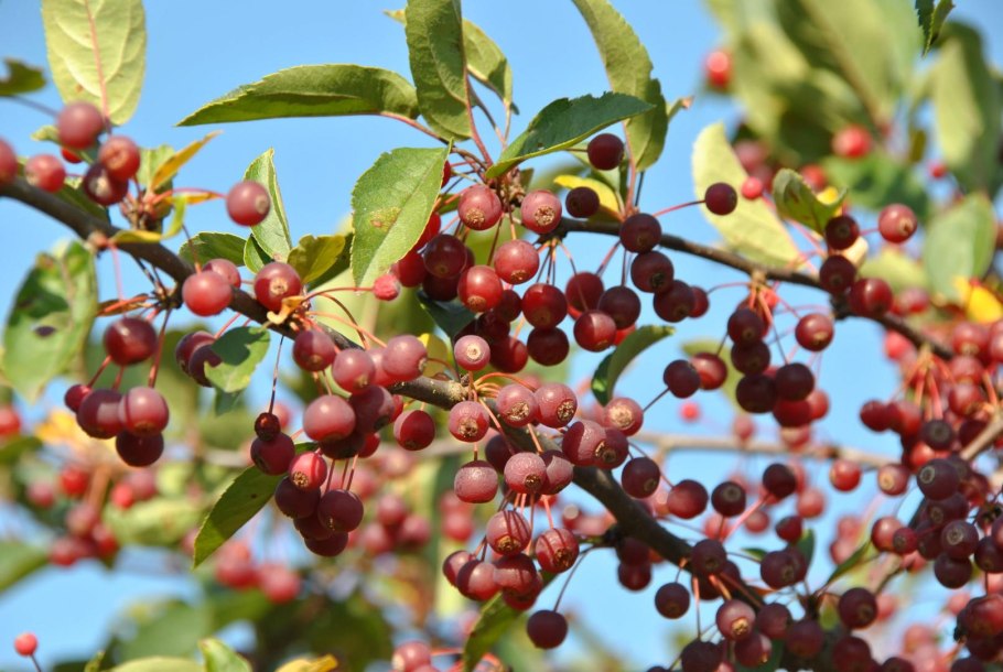 Яблоня Malus Fontana