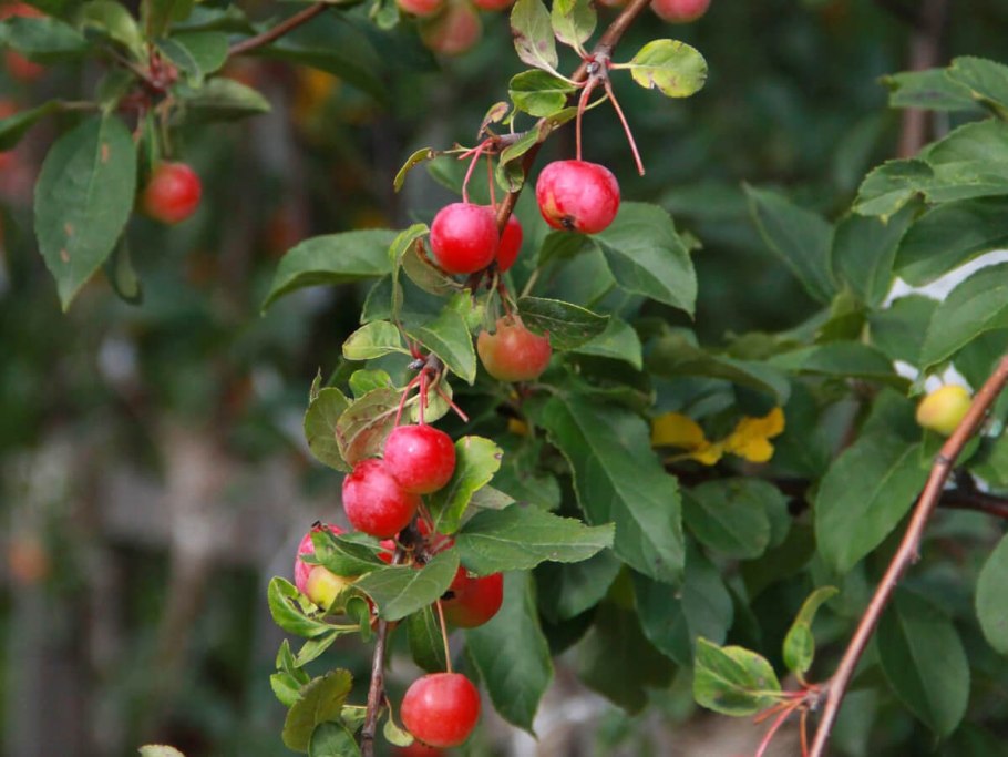 Колоновидная яблоня китайка