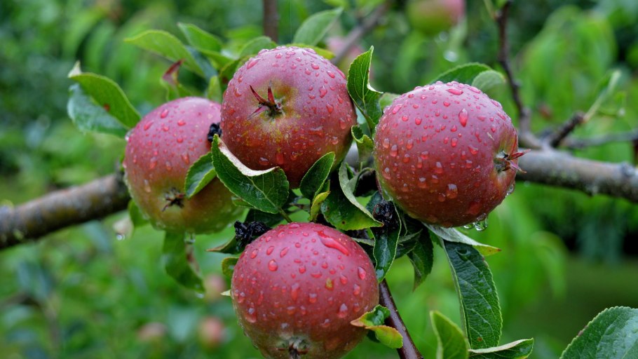 Яблоня декоративная бренди Мэджик