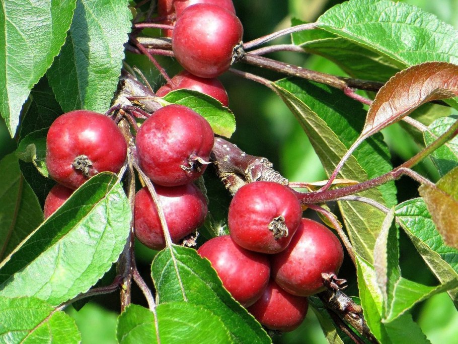 Яблоня Malus Profusion