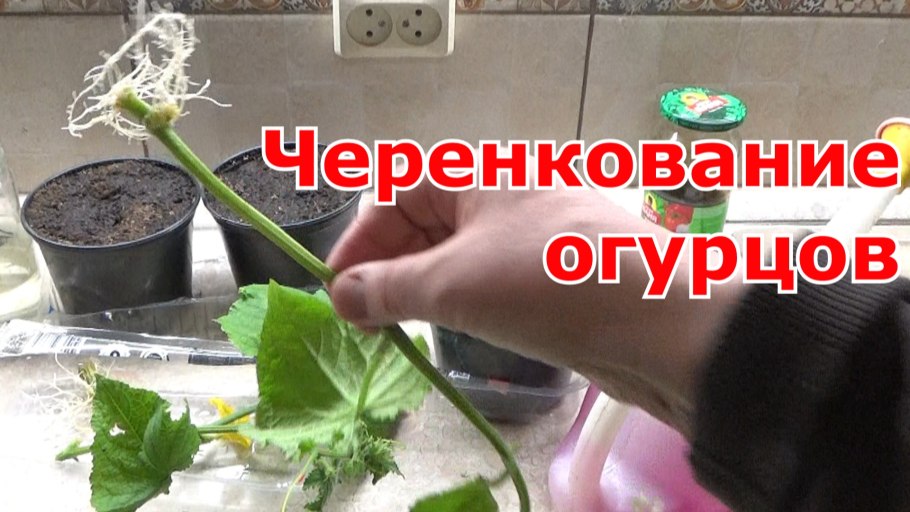 Роза Кордана черенкование