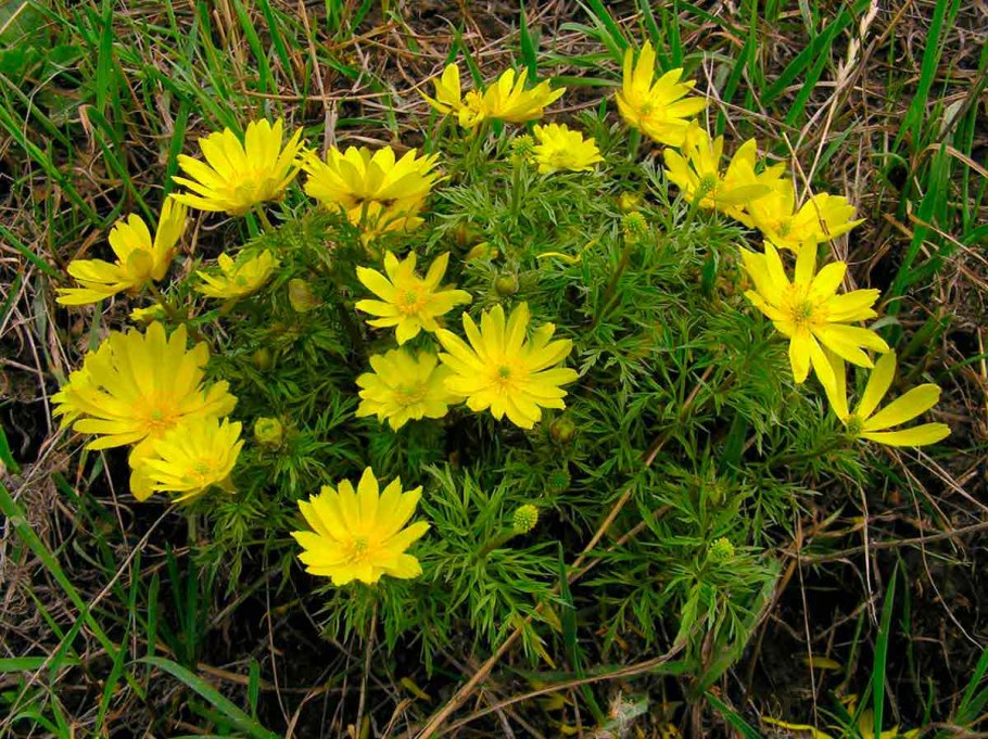 Кустарник адонис