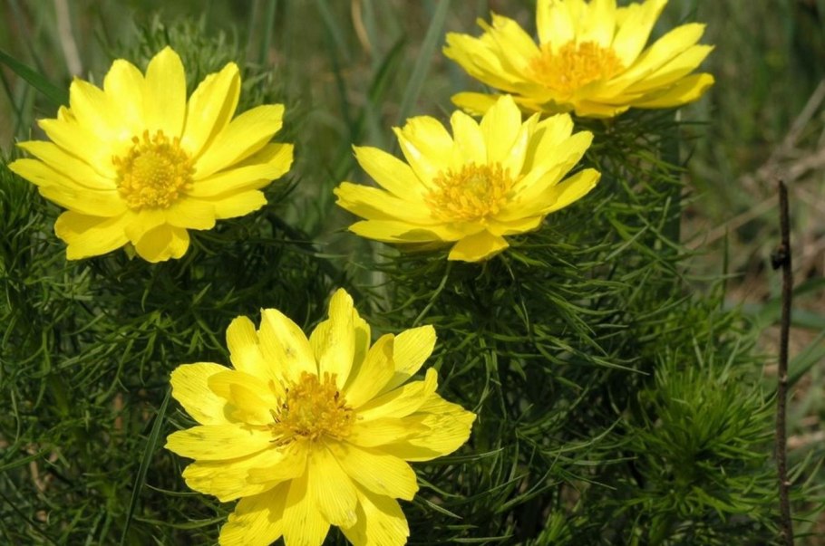 Первоцвет адонис весенний