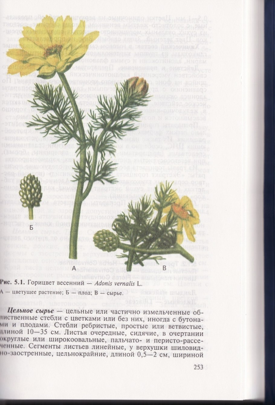 Адонис горицвет без фона