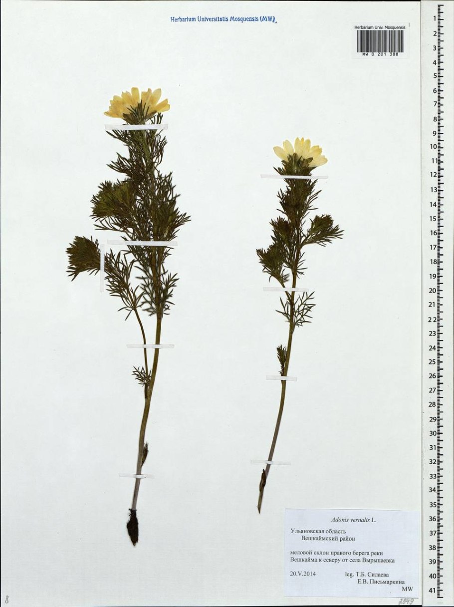 Горицвет весенний гербарий