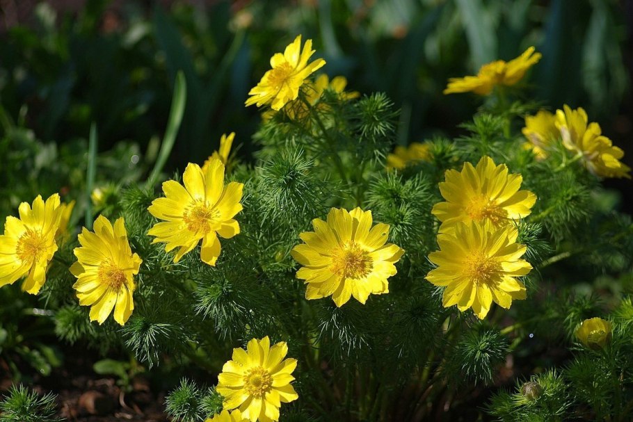 Листья адонис Стародубка)