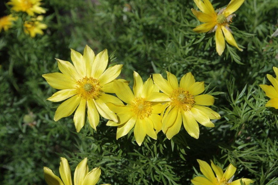 Адонис цветок