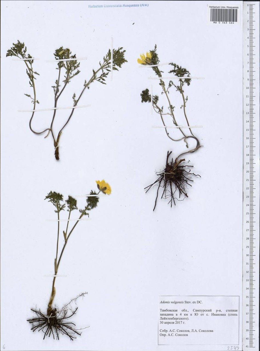 Адонис весенний Фармакогнозия