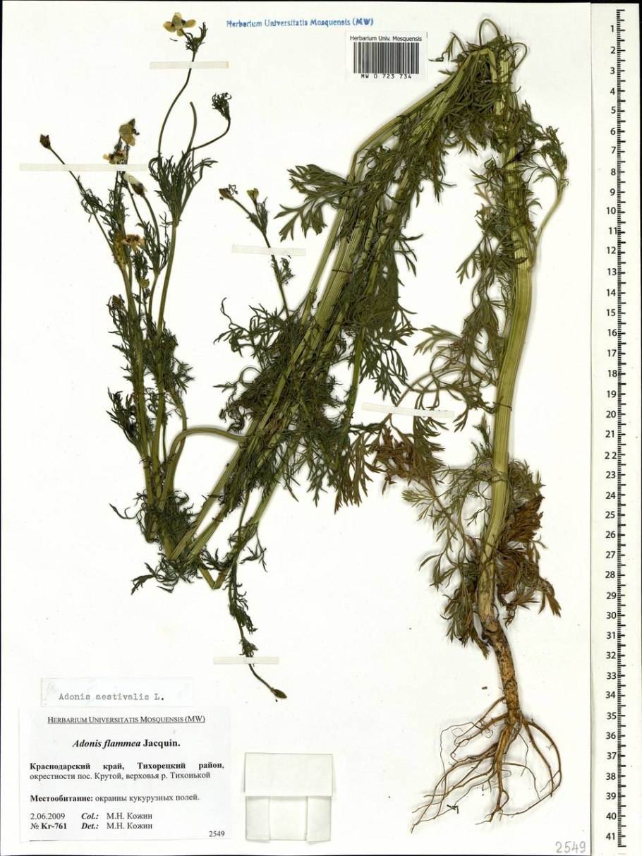 Адонис весенний - Adonis vernalis l.