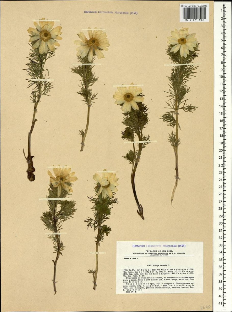 Адонис горицвет весенний гербарий