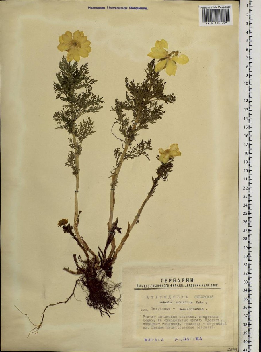 Адонис весенний