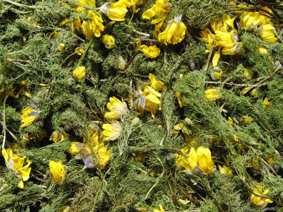 Adonis chrysocyathus