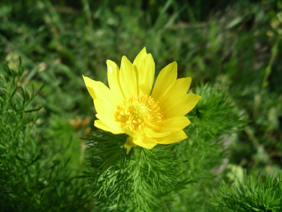 Горицвет весенний (Adonis vernalis)