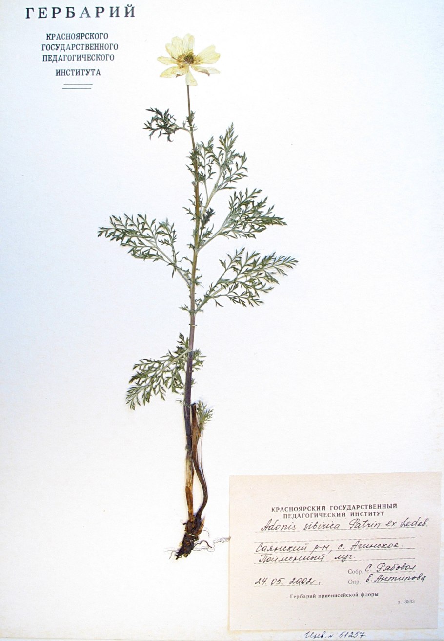 Адонис кавказский