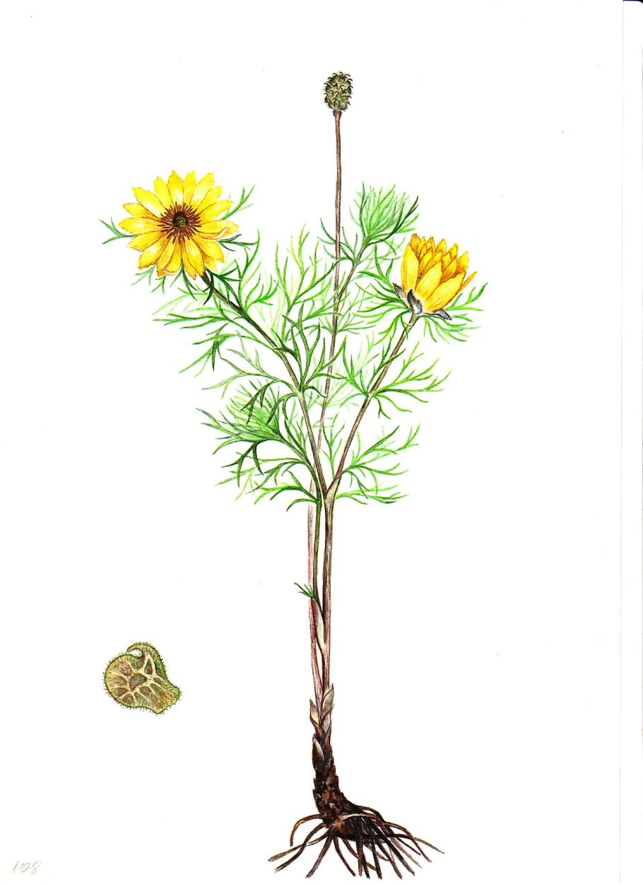 Адонис весенний Ботаническая