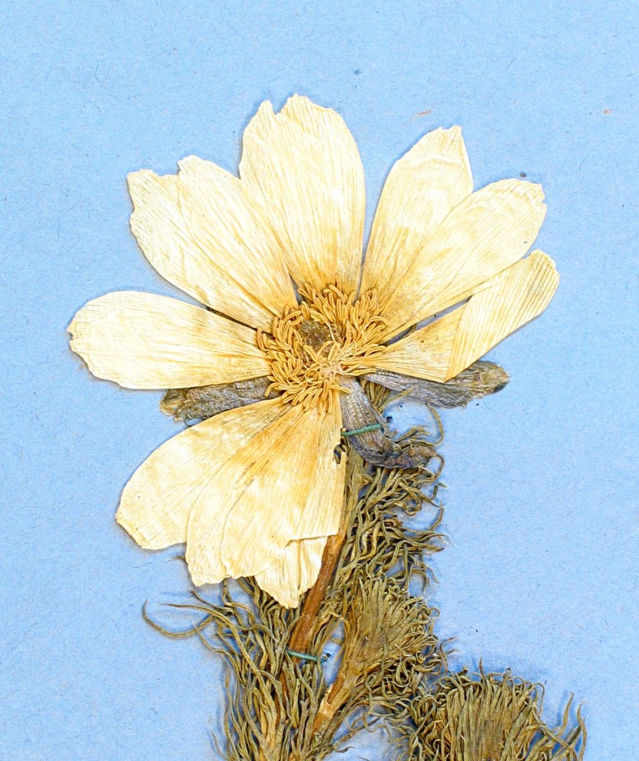 Адонис весенний горицвет