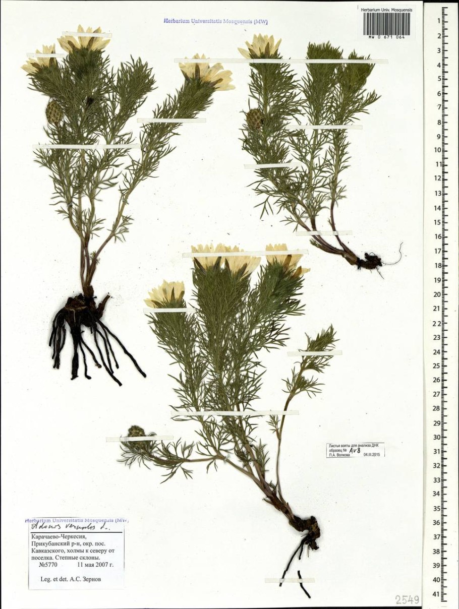 Адонис весенний