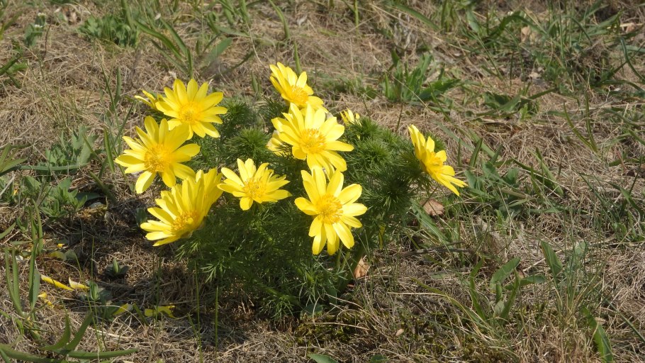 Адонис Приморский Подснежник