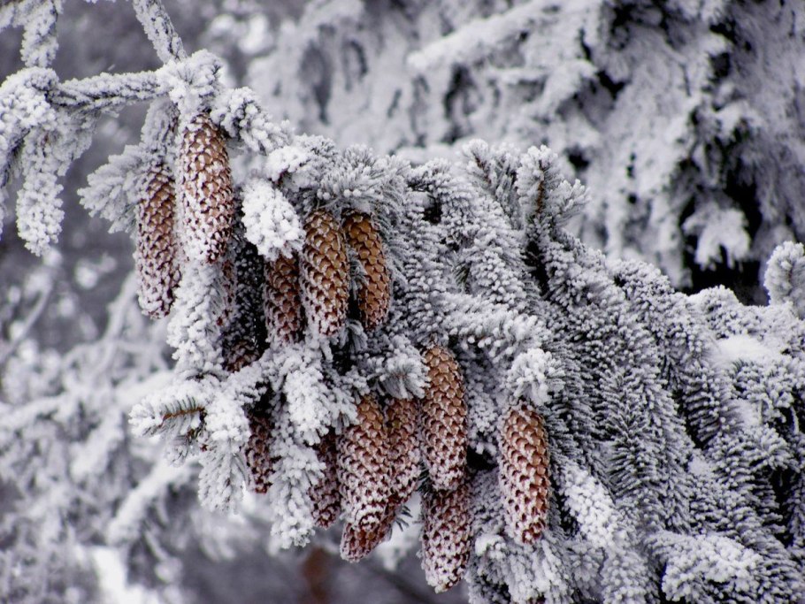 Пушистая ель в снегу
