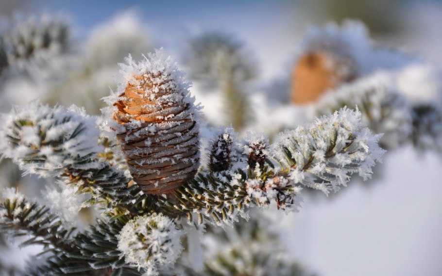 Пихта Сибирская зимой