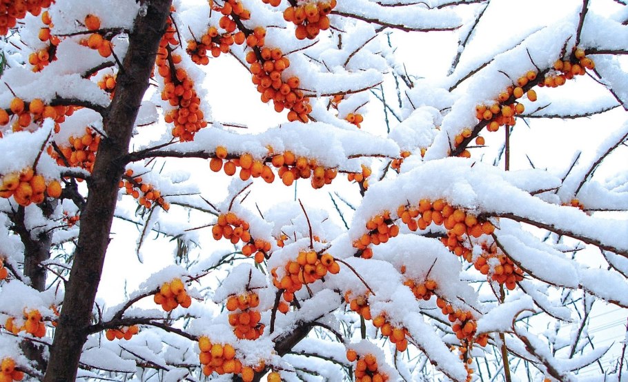 Елка в лесу