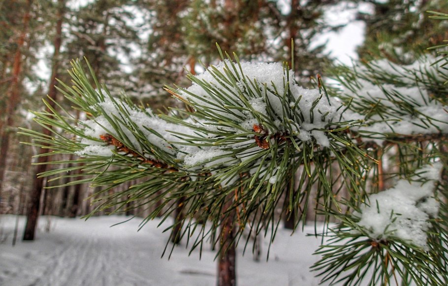 Еловые шишки в снегу