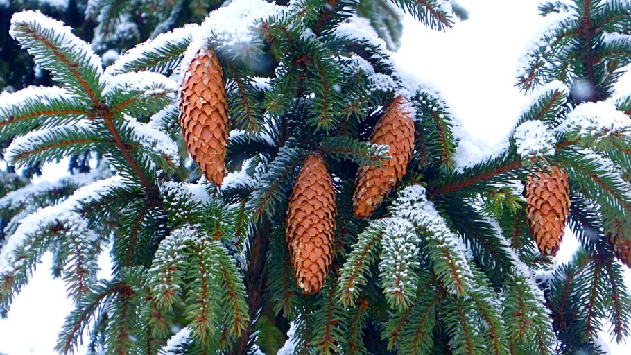 Хвойники сосна Кедровая