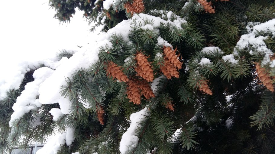 Зимние шишки