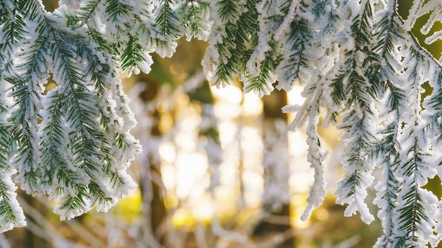 Ветки в снегу