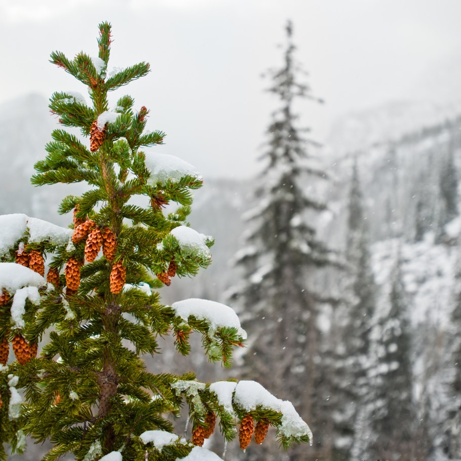 Сосна итальянская Пиния