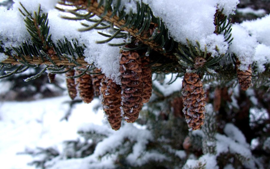 Ель с шишками