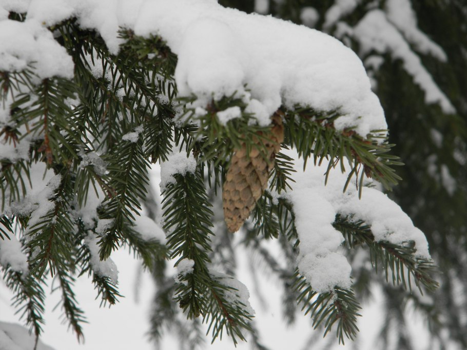 Сосна колючки