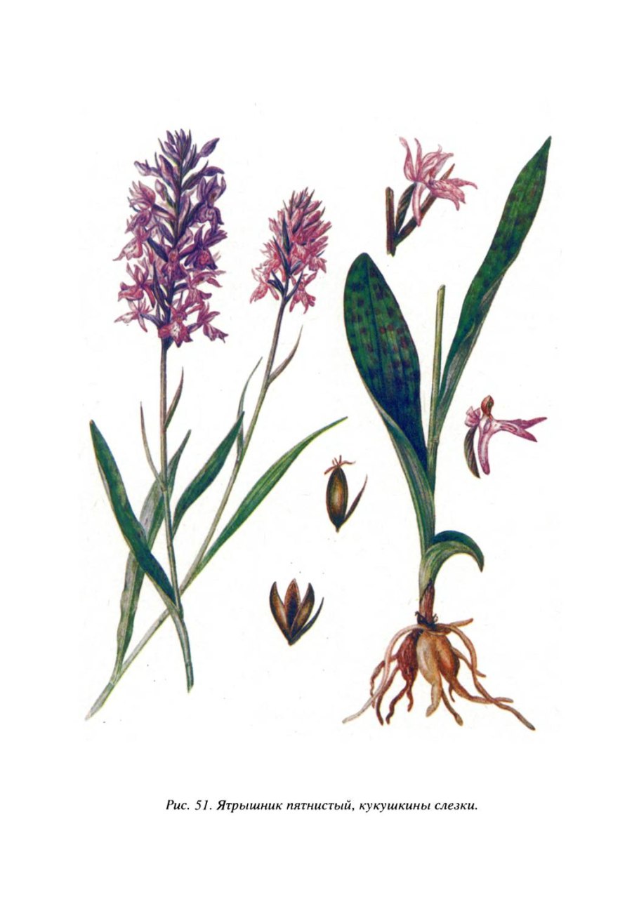 Ятрышник Обезьяний (Orchis Simia).