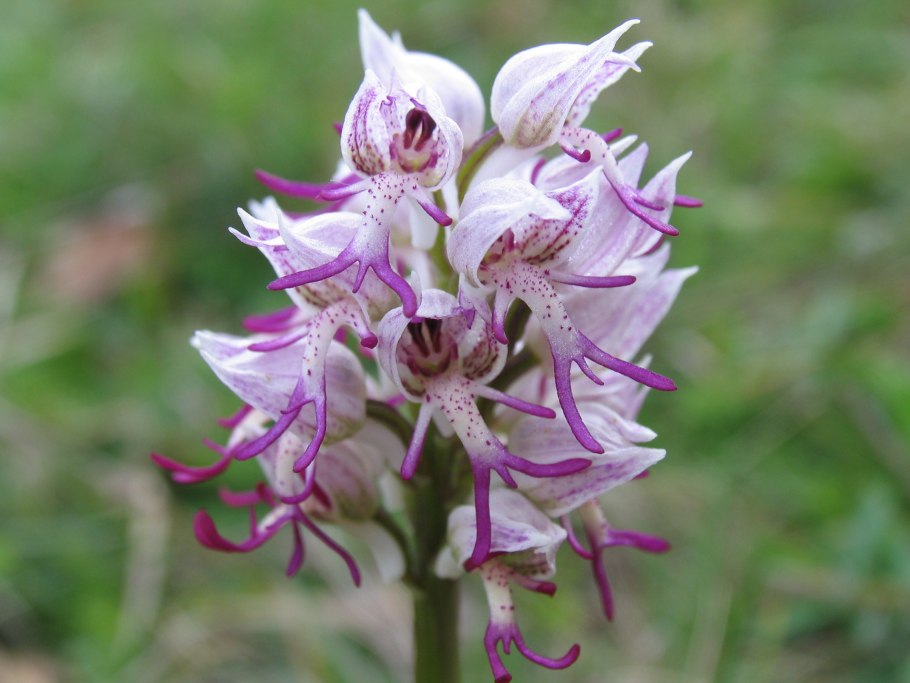 Ятрышник шлемоносный (Orchis militaris),