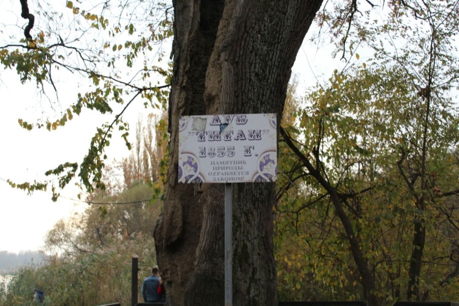 Столетний дуб Вешенская