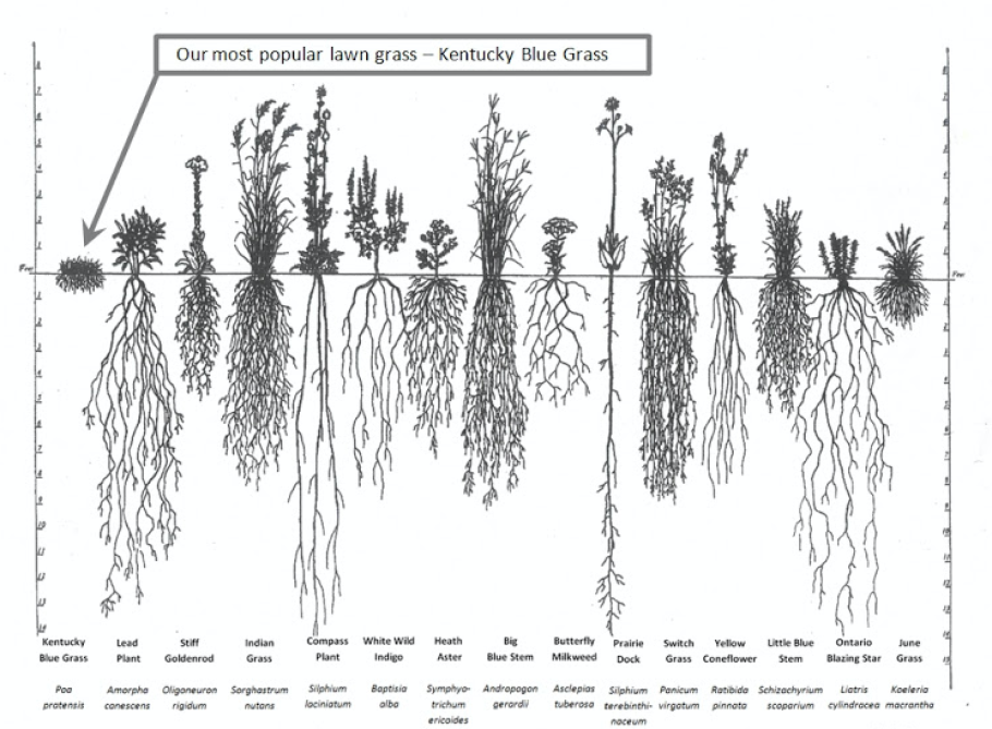 Корневая система сосны обыкновенной схема