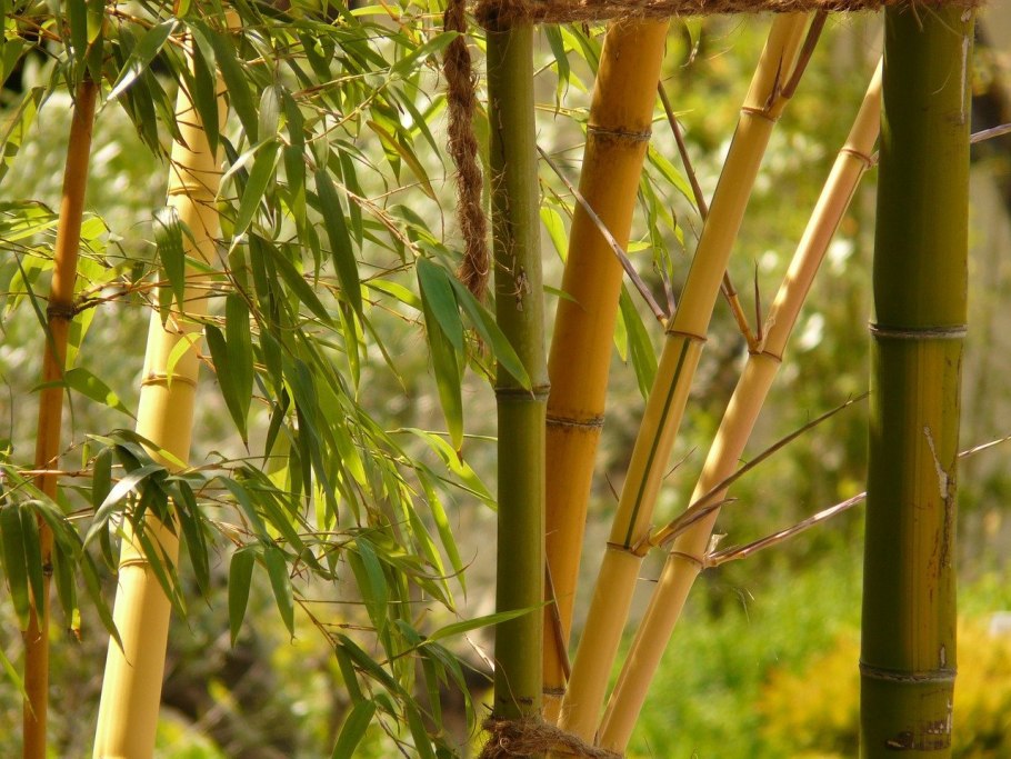 Bamboo "Bamboo (LP)"