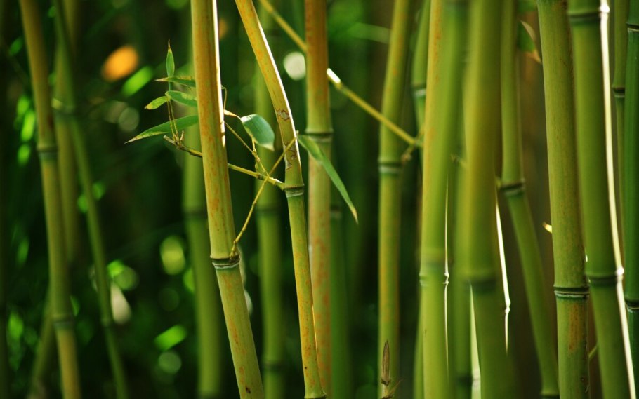 Phyllostachys bissetii