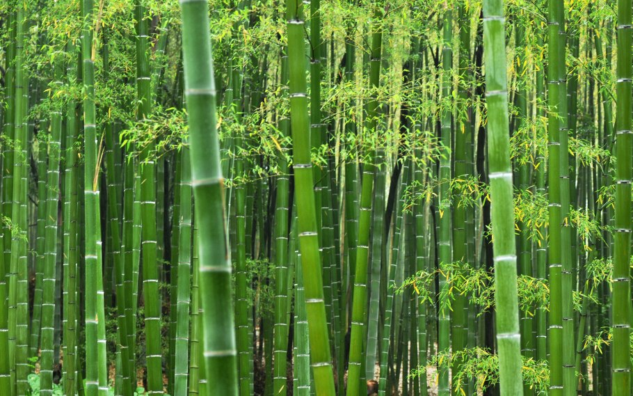 Бамбук Phyllostachys edulis Moso