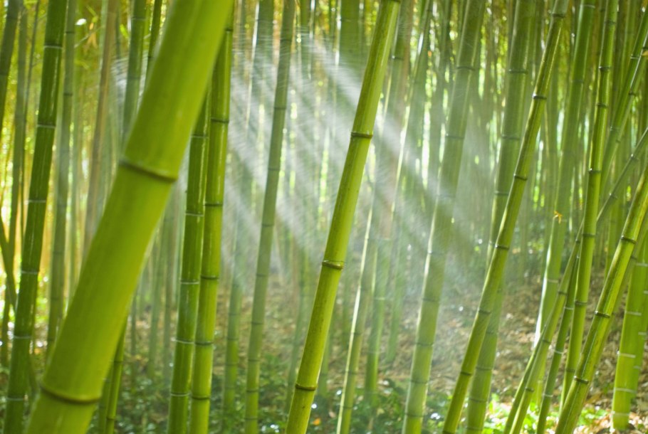 Phyllostachys Bambusoides