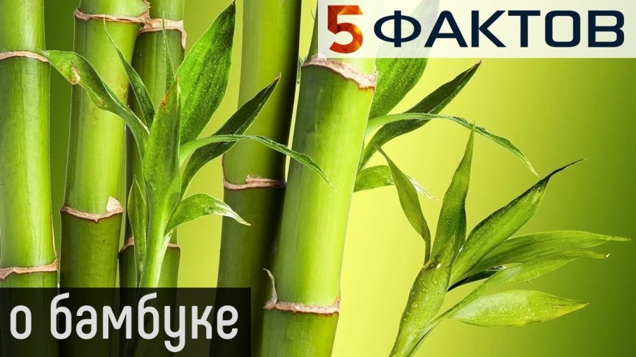 Бамбук растение