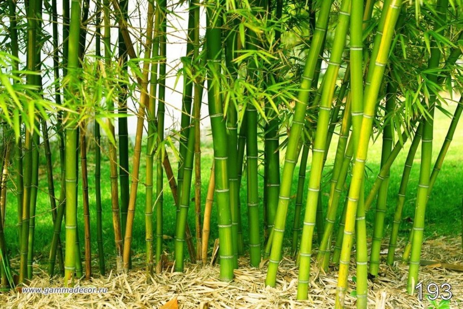 Phyllostachys Aurea в горшке