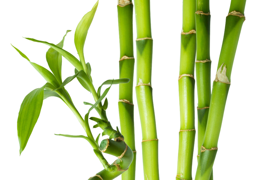 Бамбук Phyllostachys pubescens