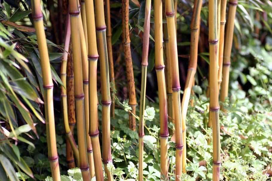 Phyllostachys viridiglaucescens