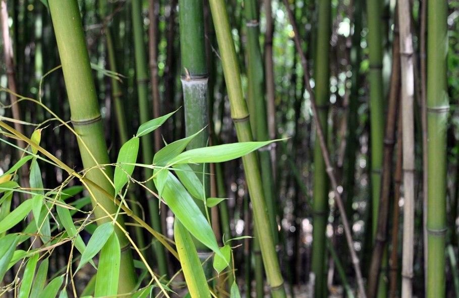 Phyllostachys bissetii