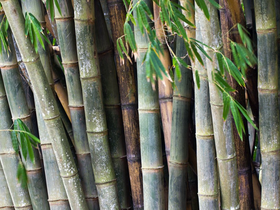 Бамбук — dendrocalamus strictus