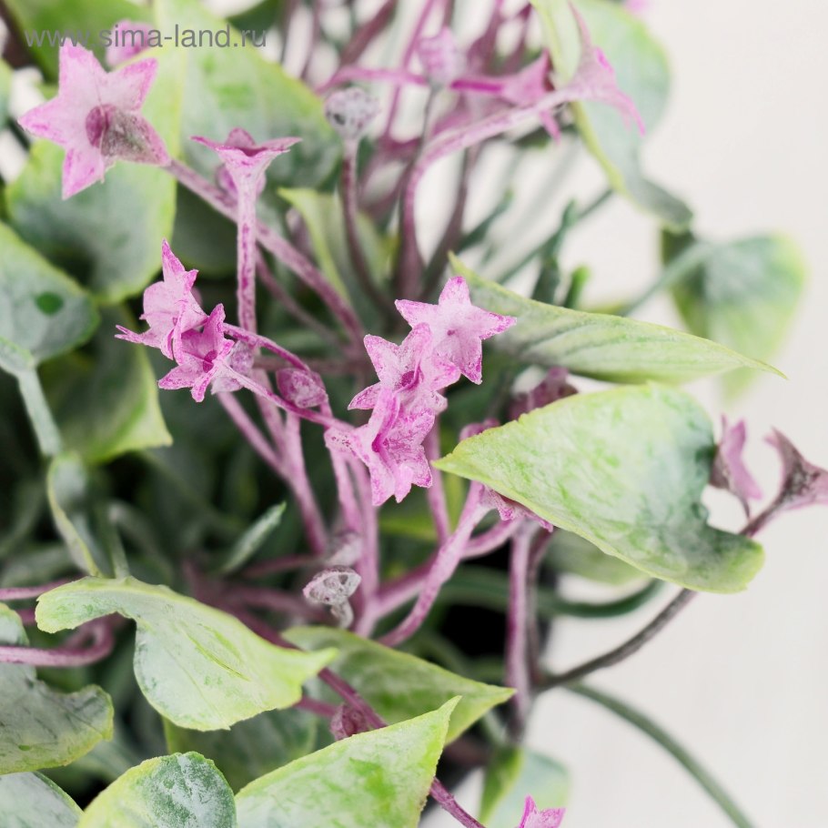 Клубни СТРЕЛОЛИСТА фото