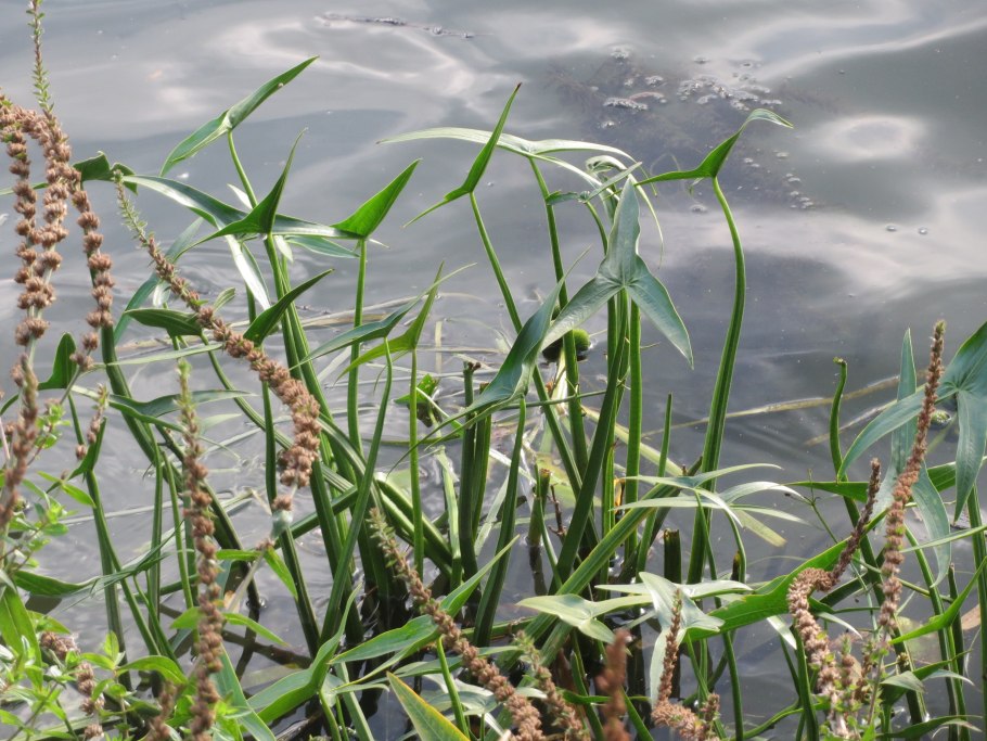 Sagittaria trifolia (стрелолист трёхлистный).