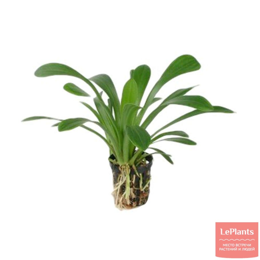Комнатное растение стрелолист
