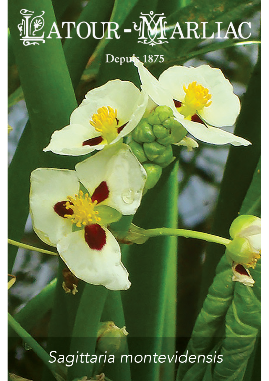 Стрелолист широколистный